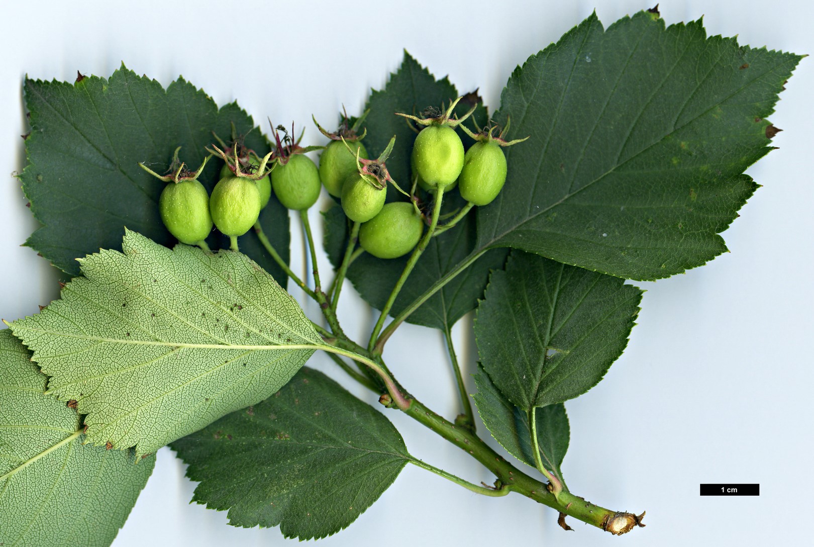 High resolution image: Family: Rosaceae - Genus: Crataegus - Taxon: iracunda - SpeciesSub: var. populnea